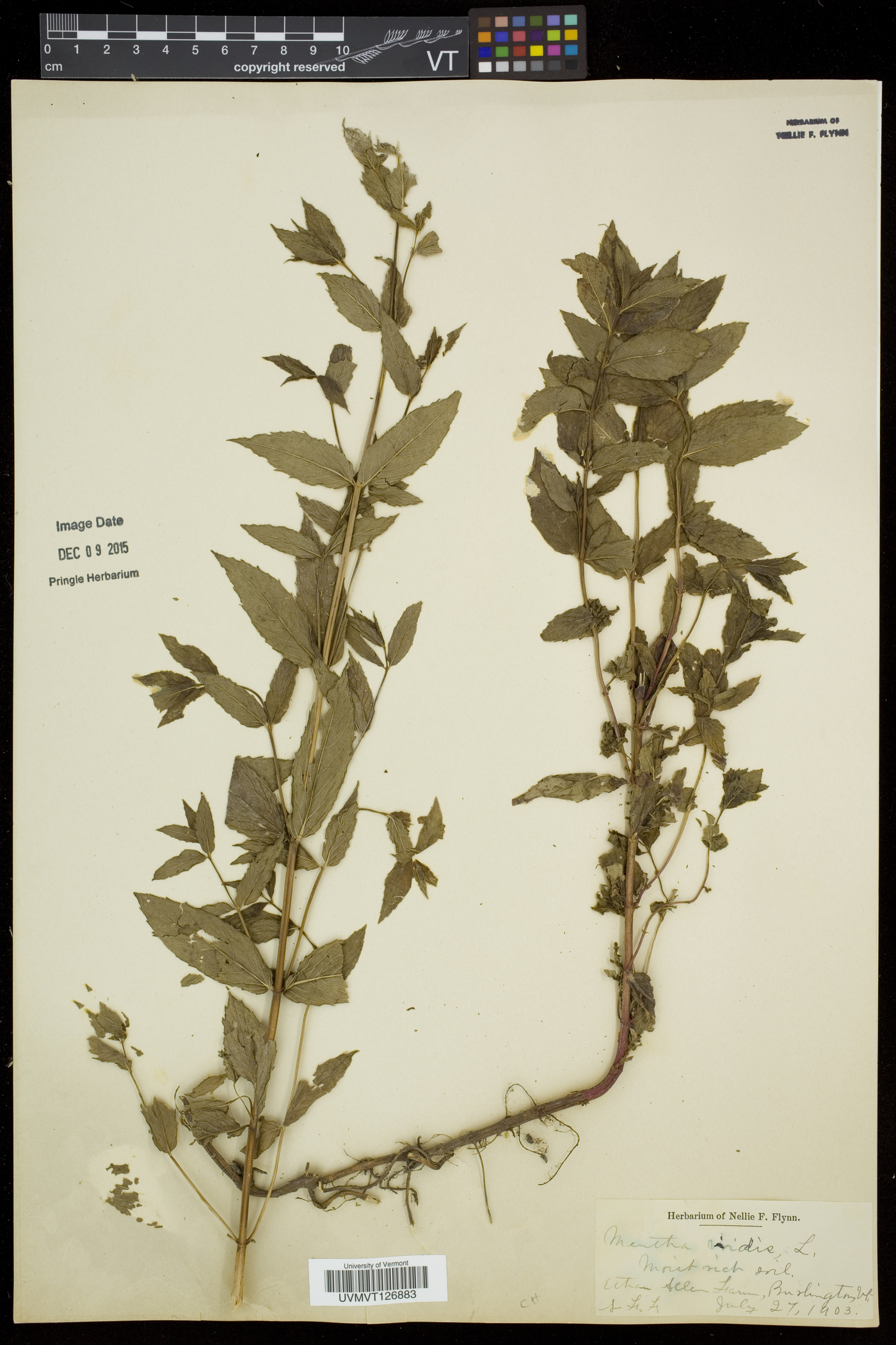 Mentha spicata subsp. spicata image