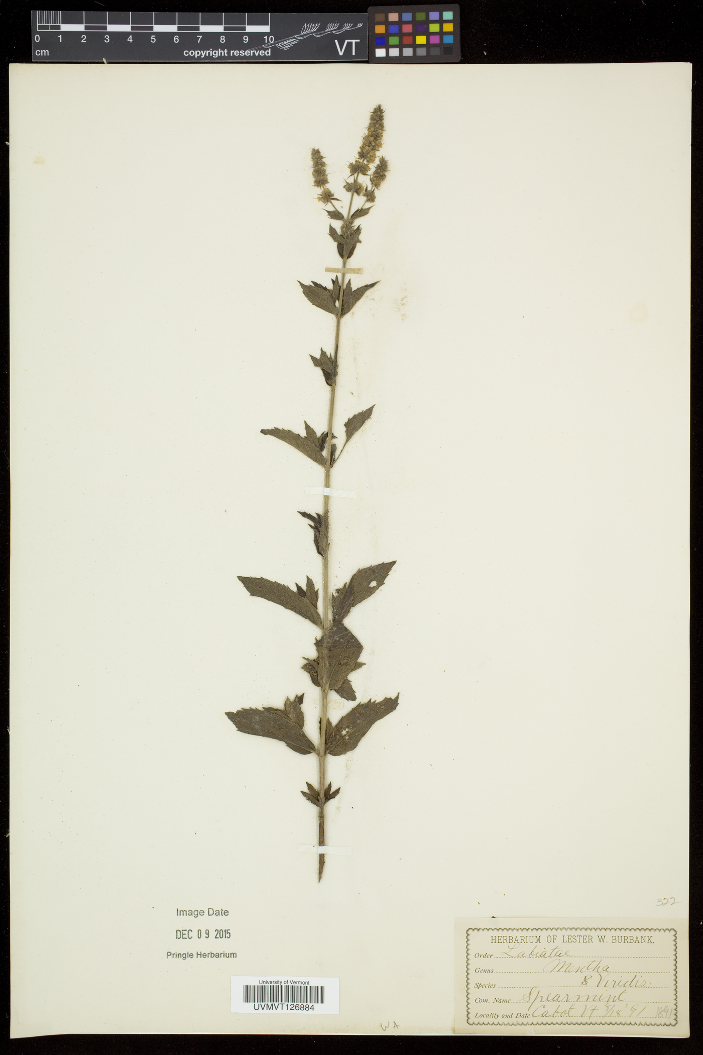 Mentha spicata subsp. spicata image