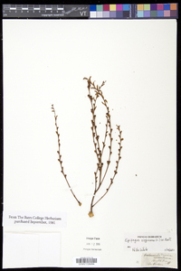 Epifagus virginiana image