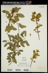 Ilex mucronata image