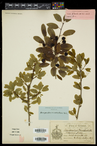 Ilex mucronata image