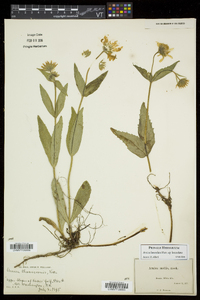 Arnica lanceolata image