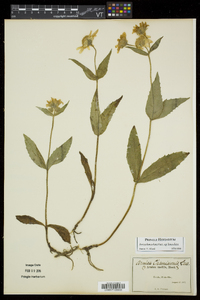 Arnica lanceolata subsp. lanceolata image