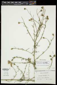 Centaurea stoebe subsp. micranthos image