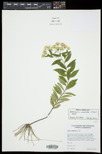 Doellingeria umbellata var. umbellata image