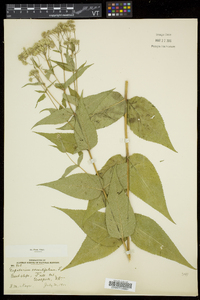 Eupatorium sessilifolium image