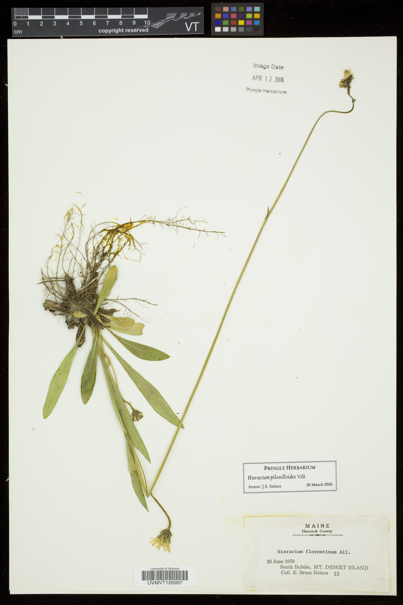 Hieracium piloselloides image