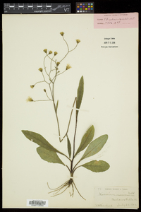 Hieracium marianum image