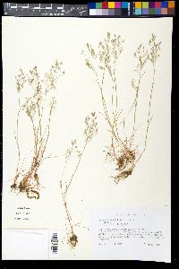 Aira elegans image