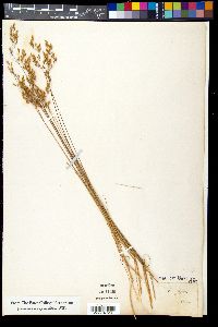 Media resource of Aira flexuosa
