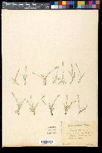 Aira praecox image