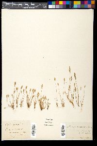 Aira praecox image