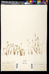 Aira praecox image