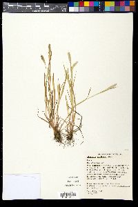 Alopecurus carolinianus image