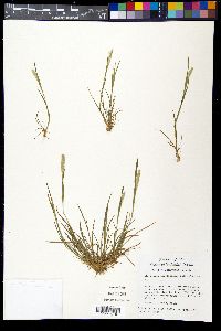 Alopecurus carolinianus image