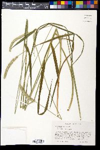Alopecurus pratensis image