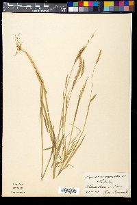 Alopecurus myosuroides image