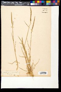 Alopecurus myosuroides image