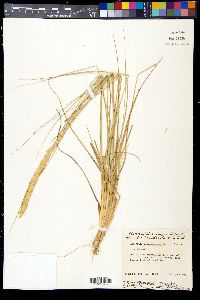 Ammophila breviligulata image