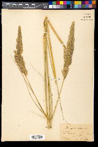 Ammophila baltica image