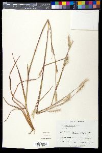 Andropogon ternarius image