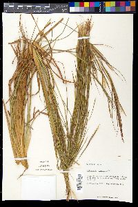 Andropogon virginicus image