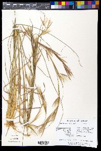 Andropogon virginicus image
