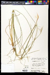 Andropogon virginicus image