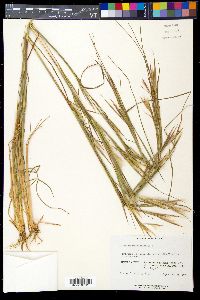 Andropogon virginicus image