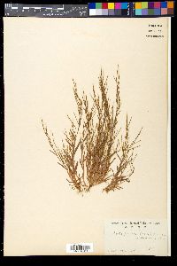 Schizachyrium brevifolium image