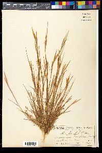 Schizachyrium brevifolium image