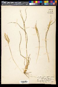 Dichanthium aristatum image