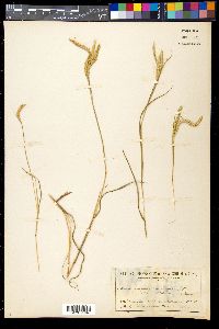 Dichanthium aristatum image
