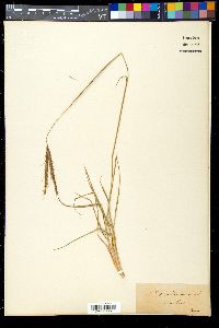 Andropogon distachyos image