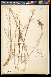 Andropogon eucomus image