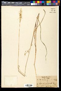 Hemarthria altissima image
