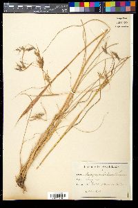 Hyparrhenia hirta image