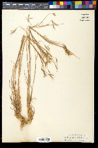 Hyparrhenia hirta image