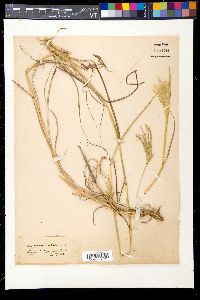 Bothriochloa ischaemum image