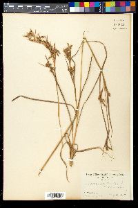 Andropogon nardus image