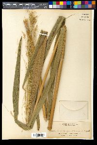Sorghum propinquum image