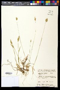 Anthoxanthum odoratum image