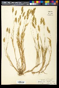 Anthoxanthum aristatum image