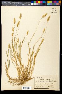 Anthoxanthum aristatum image
