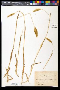 Anthoxanthum odoratum image