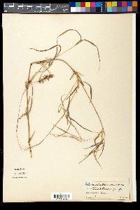 Apluda mutica image