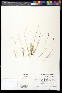 Aristida dichotoma image