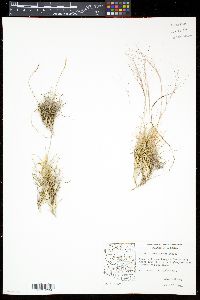 Aristida purpurea var. fendleriana image
