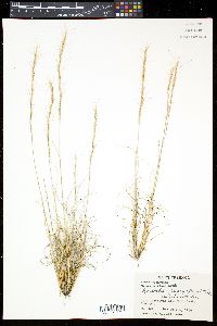 Aristida purpurea var. nealleyi image
