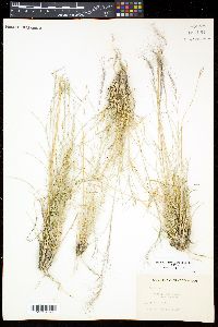 Aristida purpurea var. nealleyi image